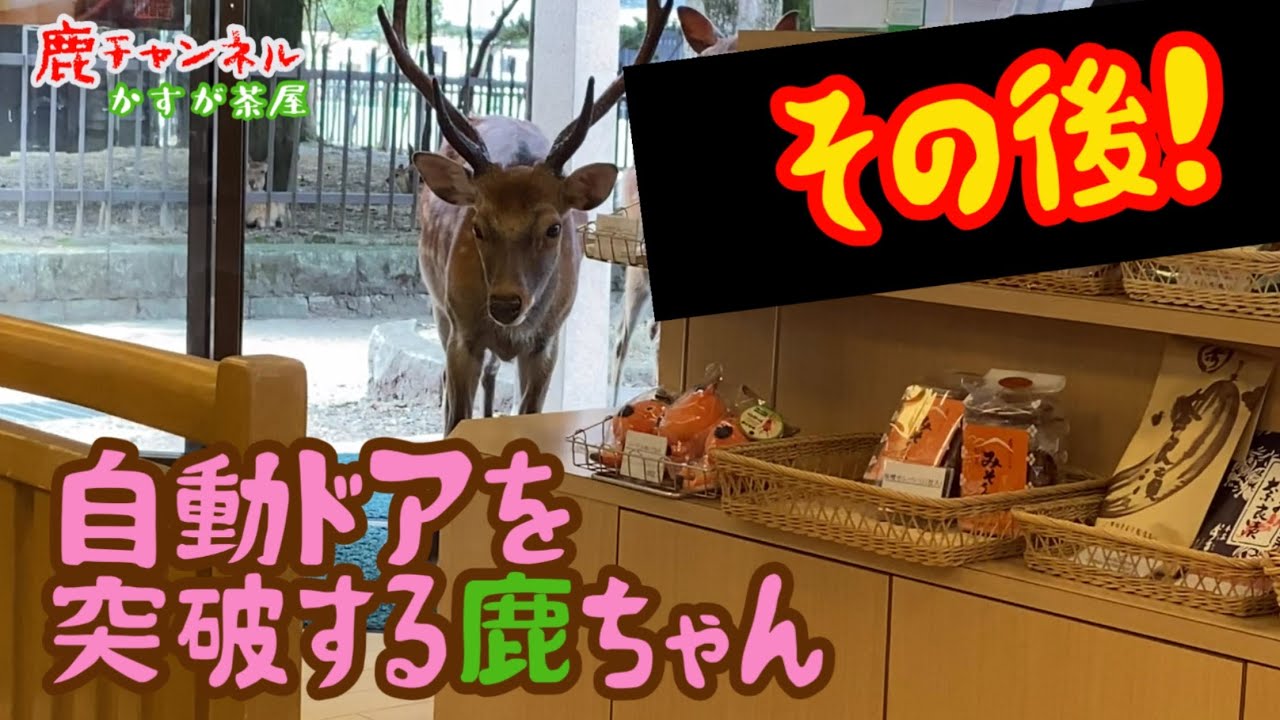 まとめ】驚くべき！奈良の自動ドアを突破する鹿ちゃんのその後