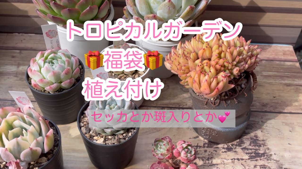 多肉植物】トロピカルガーデンさんの福袋🎁セッカや斑入り品種💕 - YouTube