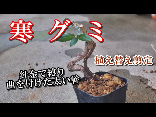 山採り 盆栽】bonsai 山採り素材 寒グミ挿し木発根 鉢上げ - YouTube