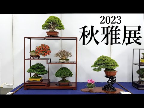 盆栽】第31回秋雅展【Bonsai】Shohin Bonsai Exhibition - YouTube