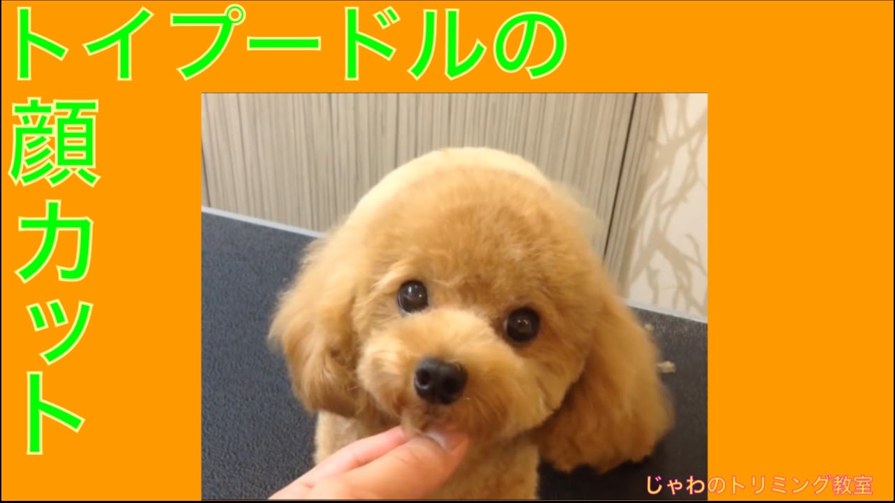トイ・プードルのテディベアカットをプロが徹底解説！画像・動画つき