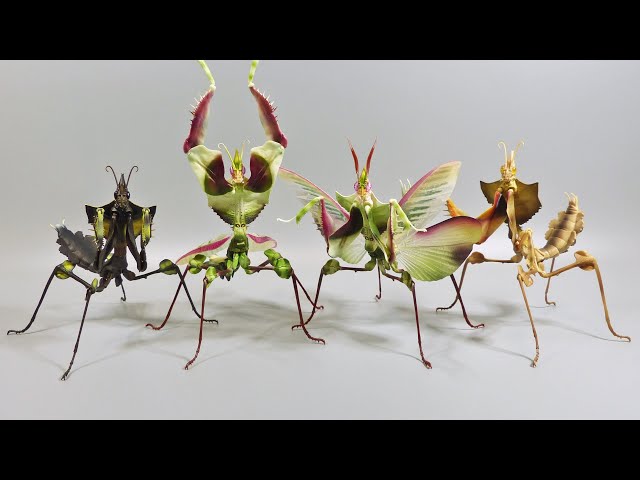 いきもの大図鑑アドバンスのニセハナマオウカマキリはデカい！ヤバい