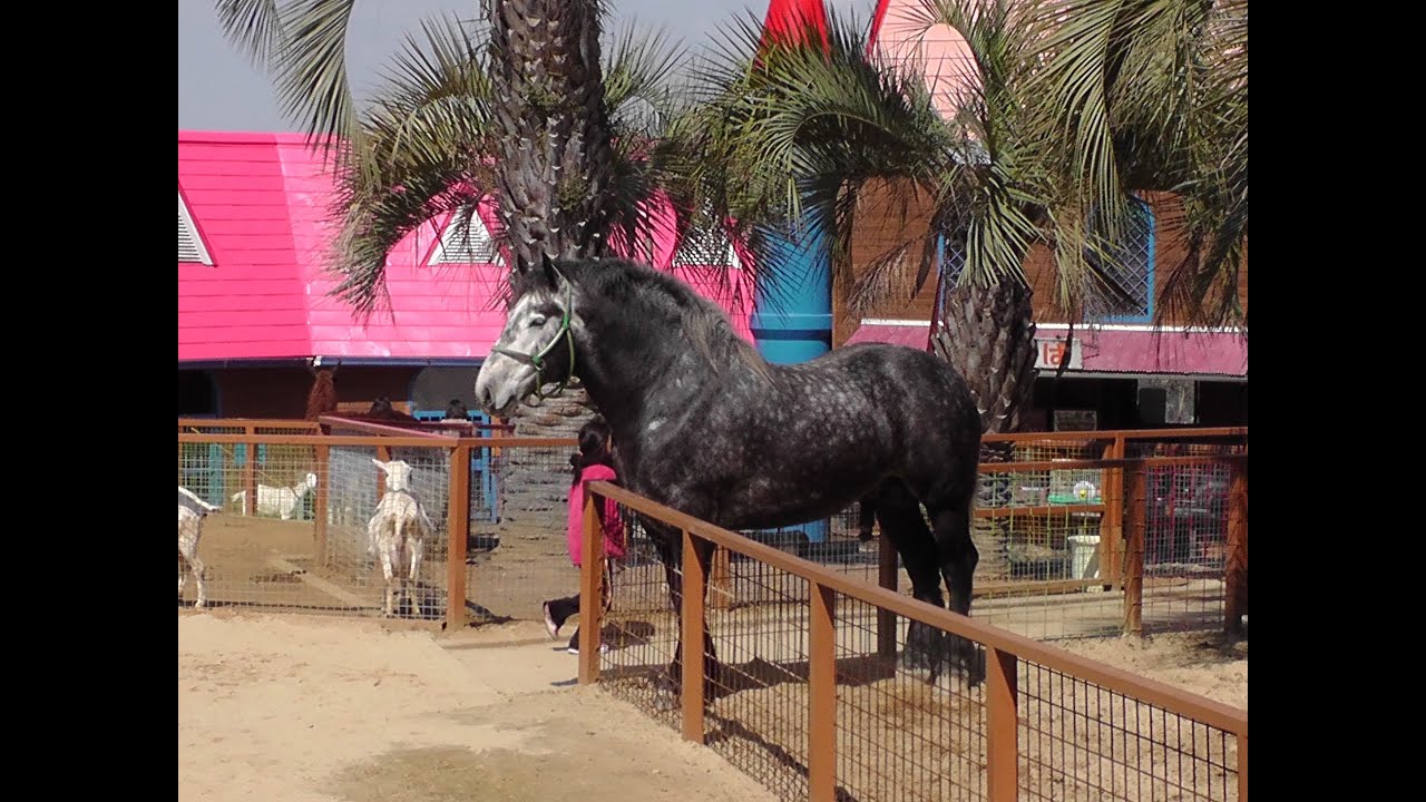 巨大な骨董馬車引きオルゴール珍品‼️