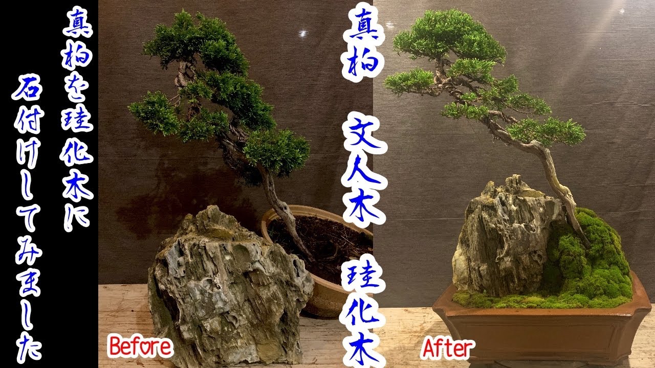 真柏の文人木を珪化木に付けてみました！木の化石に木を付ける！I