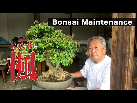 hqdefault.jpg?v=5f474950