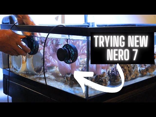 Let's talk AI Nero! Checking out the Nero 7 and comparing the Nero