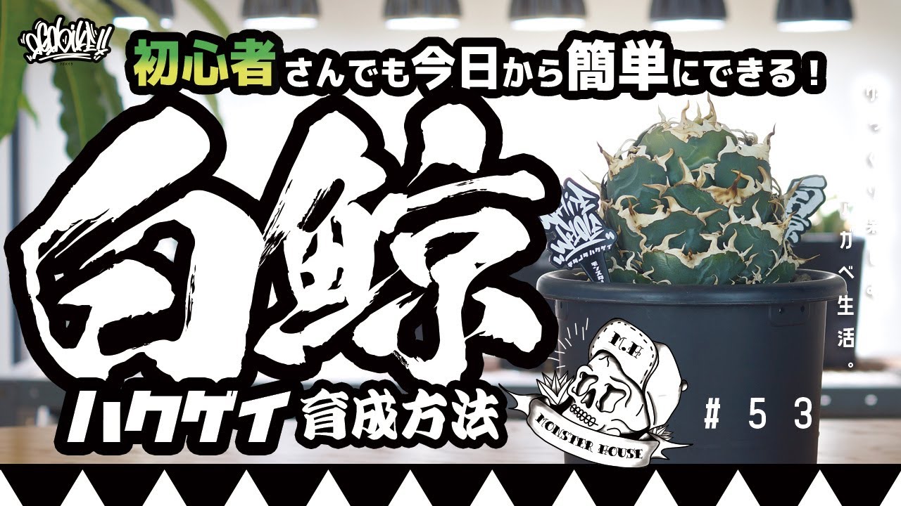 How to grow Agave Moby Dick! Even beginners can grow it into a