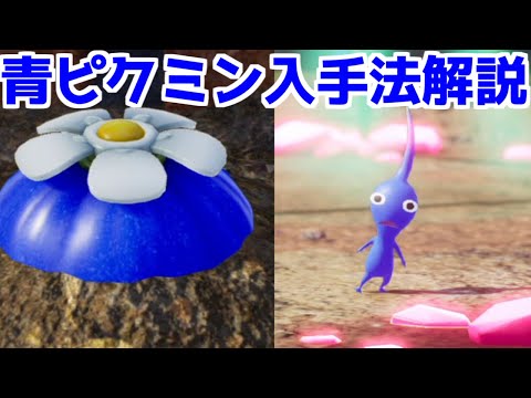 ピクミン4 体験版】青ピクミンの入手法 青オニオンの運び方 紹介 - YouTube