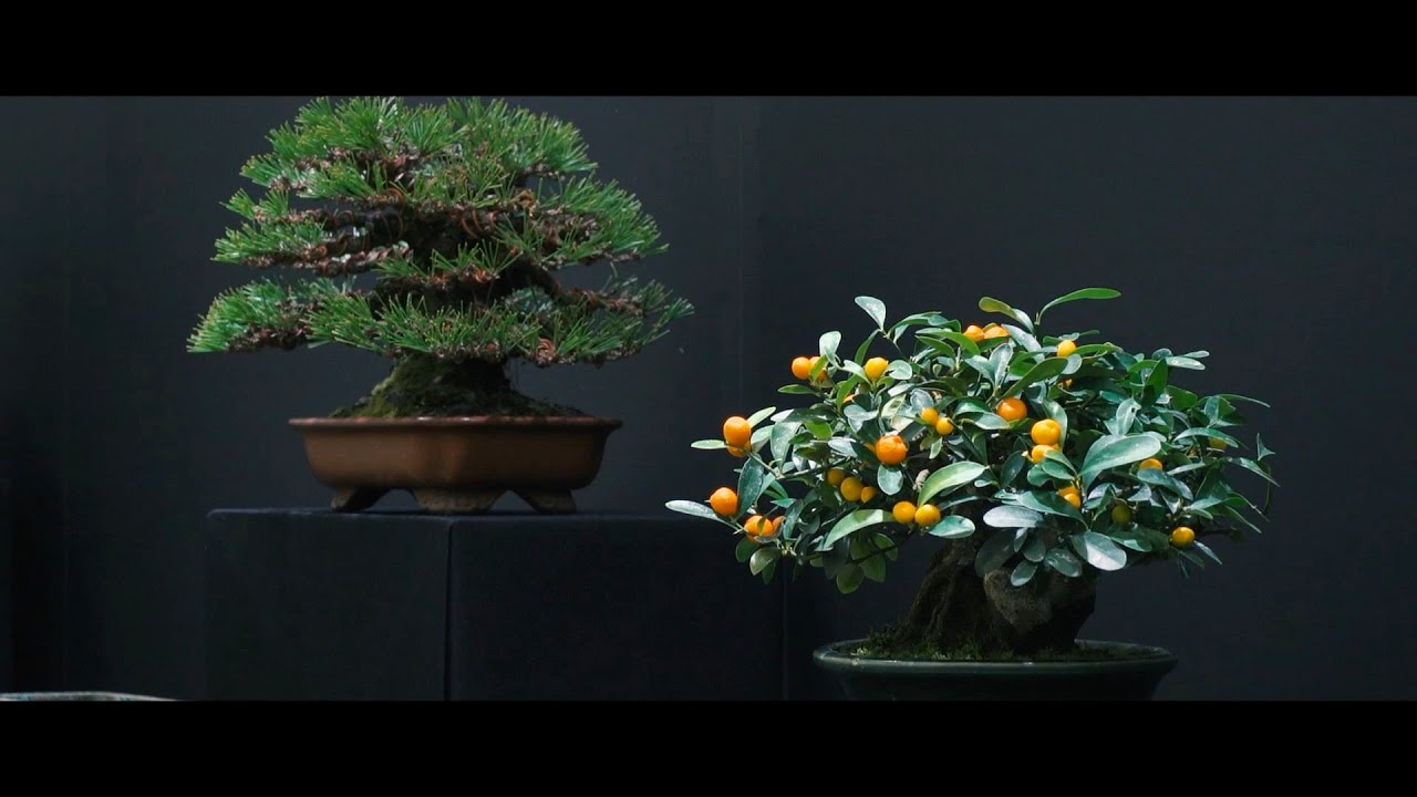 第48回 雅風展を開催いたしました。 - YouTube