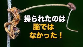 Cordyceps sinensis controls not the ant's brain, but the ____! The