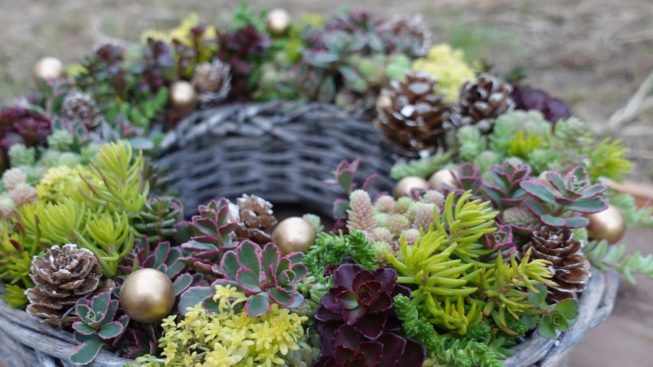 119 [Super Easy Sedum Wreath] Strong and easy to grow. Enjoy it