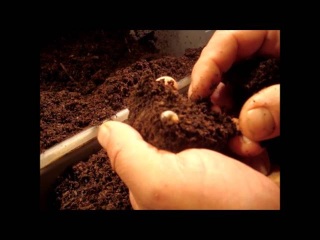 Mecynorrhina torquata ugandensis - larvae in the breedingbox Box 1