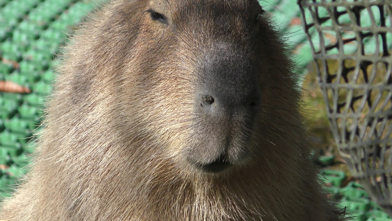 Capybara (Fuji Safari Park, Shizuoka, Japan) November 24, 2018