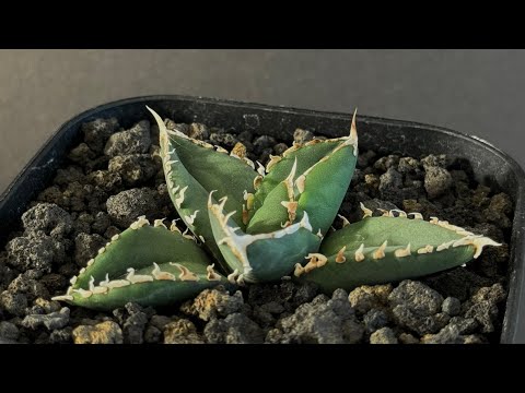 20240312 アガベ・チタノタ 海王（芽）-027｜agave titanota aqua man