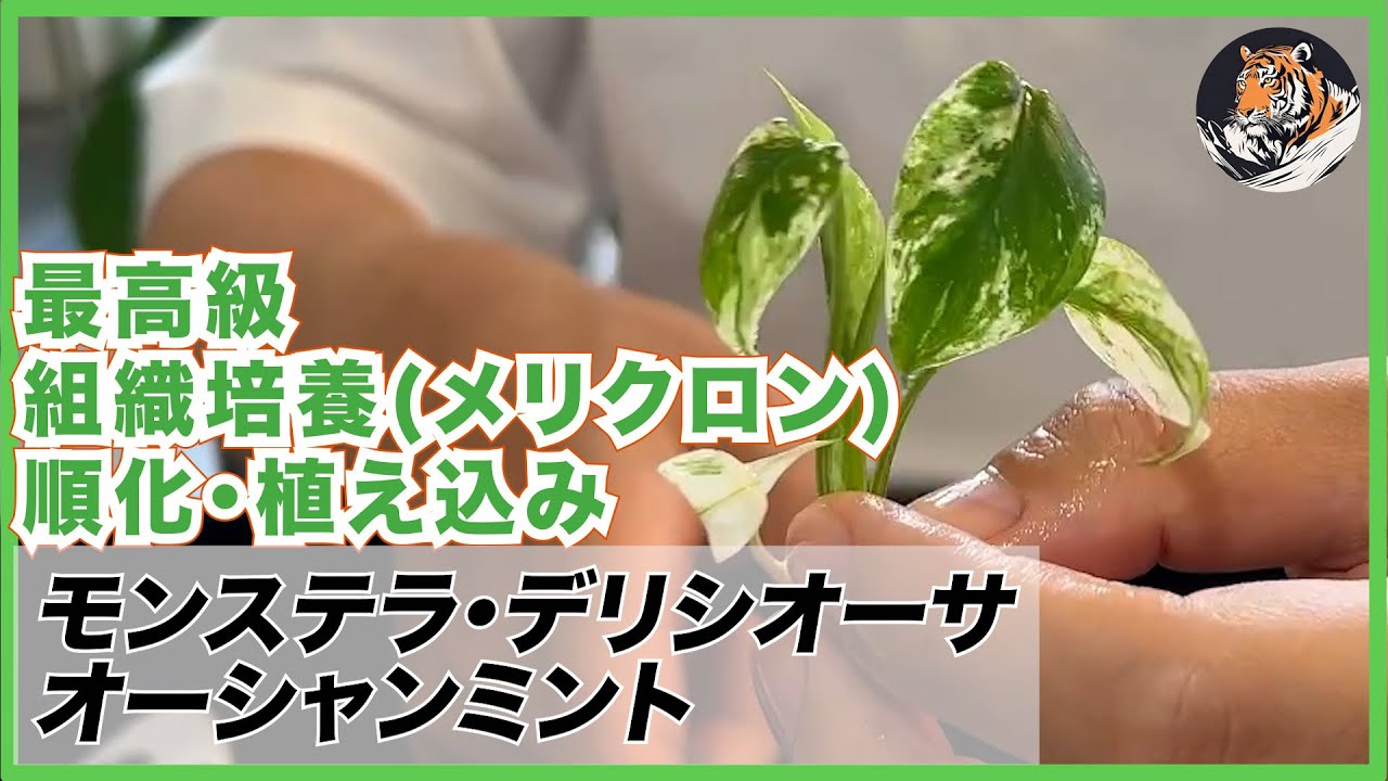 モンステラ】最高級モンステラ、オーシャンミントの組織培養株