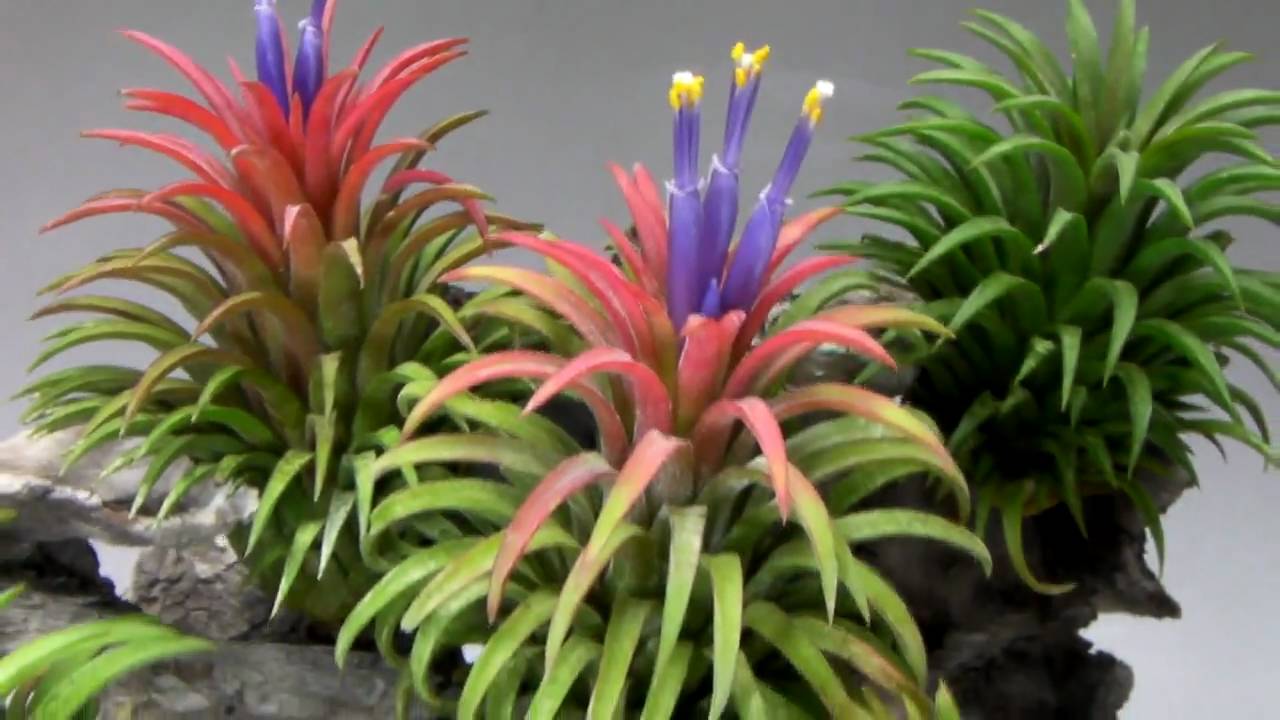 エアプランツ-Tillandsia ionantha Ron-フラワーショップ江口 - YouTube