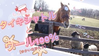 Mofumofu Taiki Shuttle and 100% Wool] Photographed at Versailles