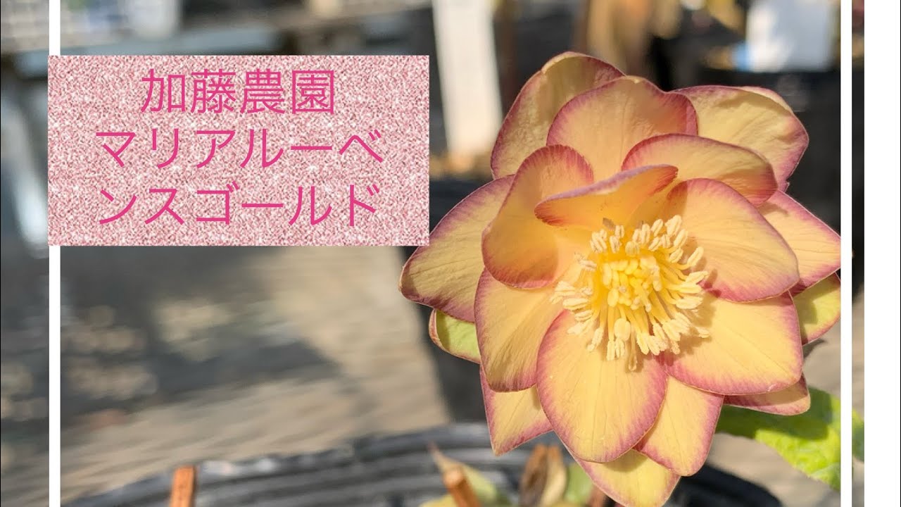 クリスマスローズ 珍品！Wild Collectionマリアルーベンス 加藤農園