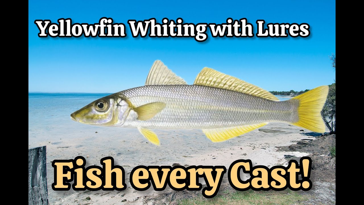 Whiting ハックルケープ Golden Badger Whiting Golden Badger Rooster