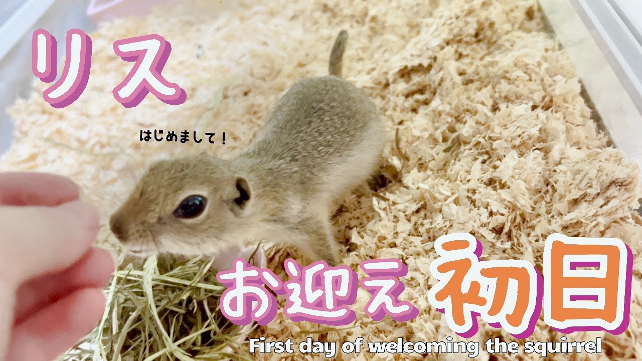 First day with a cute squirrel - YouTube