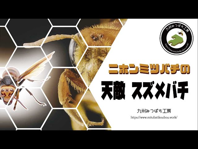 ミツバチの天敵スズメバチ【日本みつばちの養蜂】 How to Beekeeping
