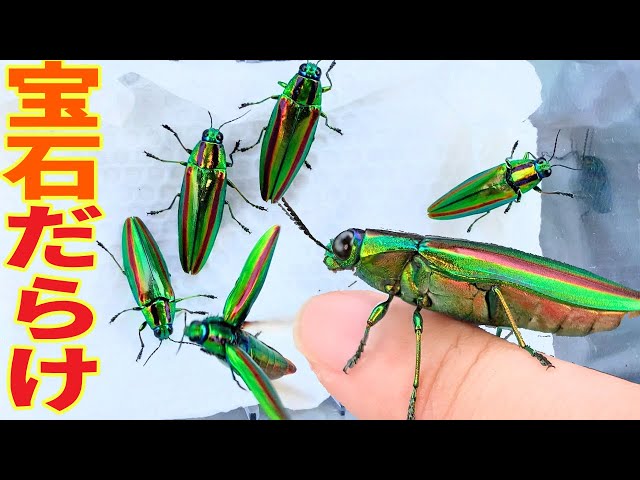 The results of collecting insects at a sacred place where a large