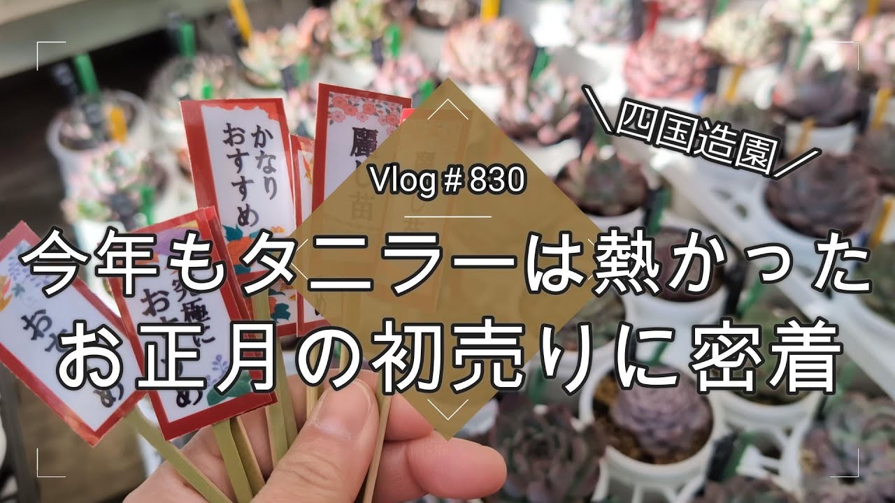 Vlog830】【多肉植物】今年もタニラーは熱かった！四国造園お正月の初