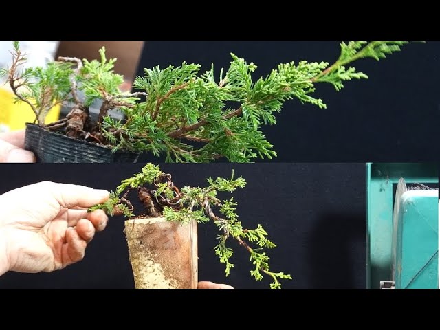 真柏の懸崖を作る - YouTube