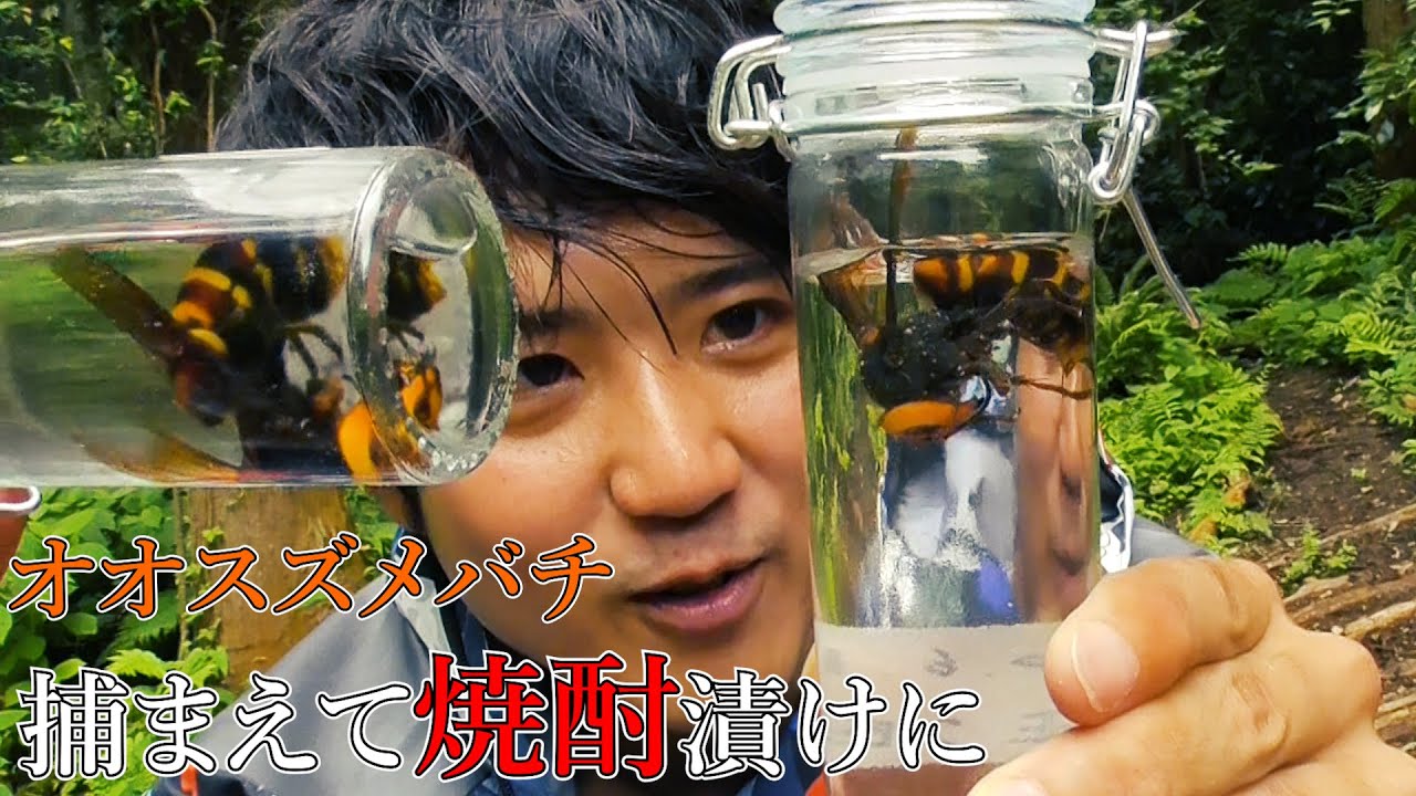 オオスズメバチ(女王)を捕まえて焼酎漬けにしました(17日ぶり2回目