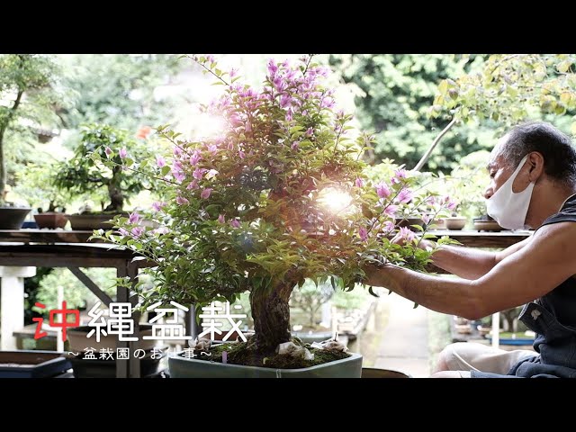 沖縄盆栽ブーゲンビリアの剪定と曲げ～盆栽園の仕事風景～【盆栽Q