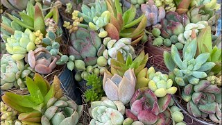 多肉植物】リメイク缶に寄せ植え2023.09.08 - YouTube