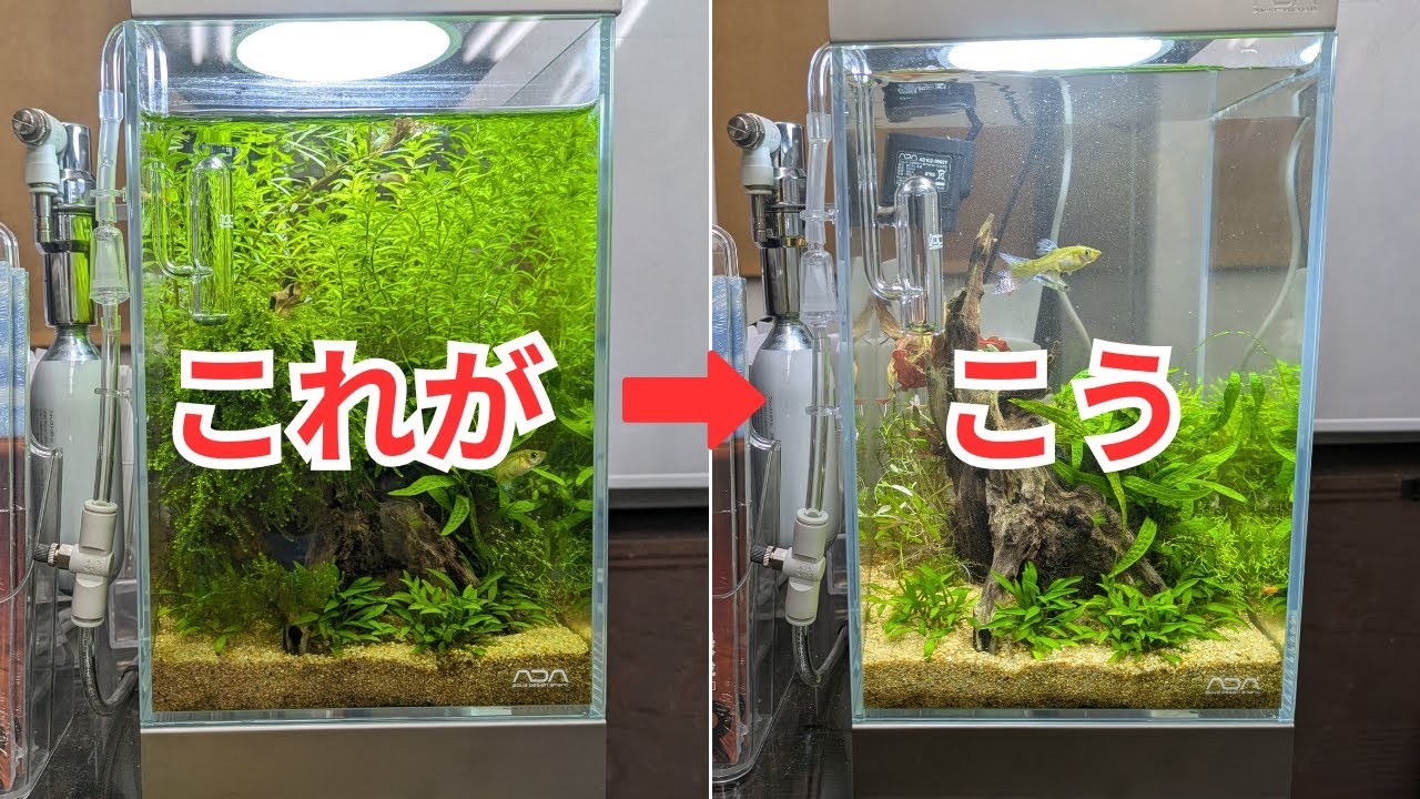 ADA Mini NA Set Maintenance] Trim overall and change water - YouTube