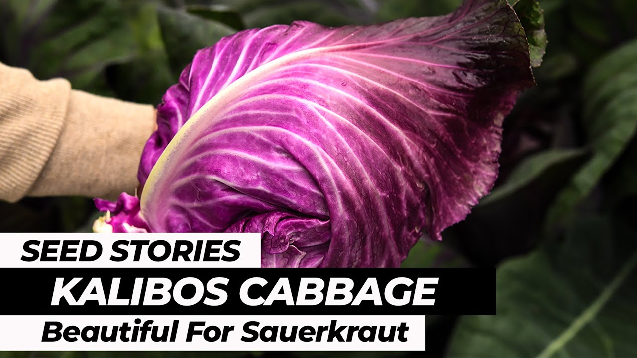 SEED STORIES | Kalibos Cabbage: Beautiful For Sauerkraut - YouTube