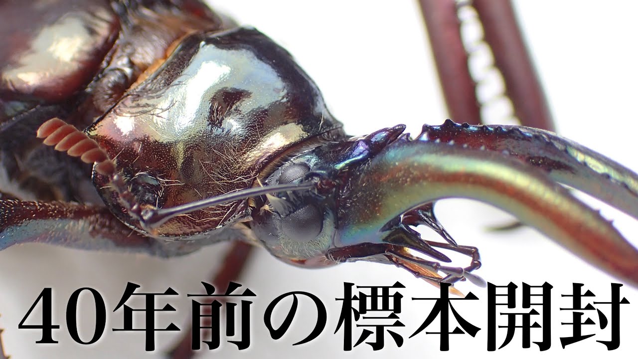 I bought a hard-to-find stag beetle specimen [Stag beetle breeding