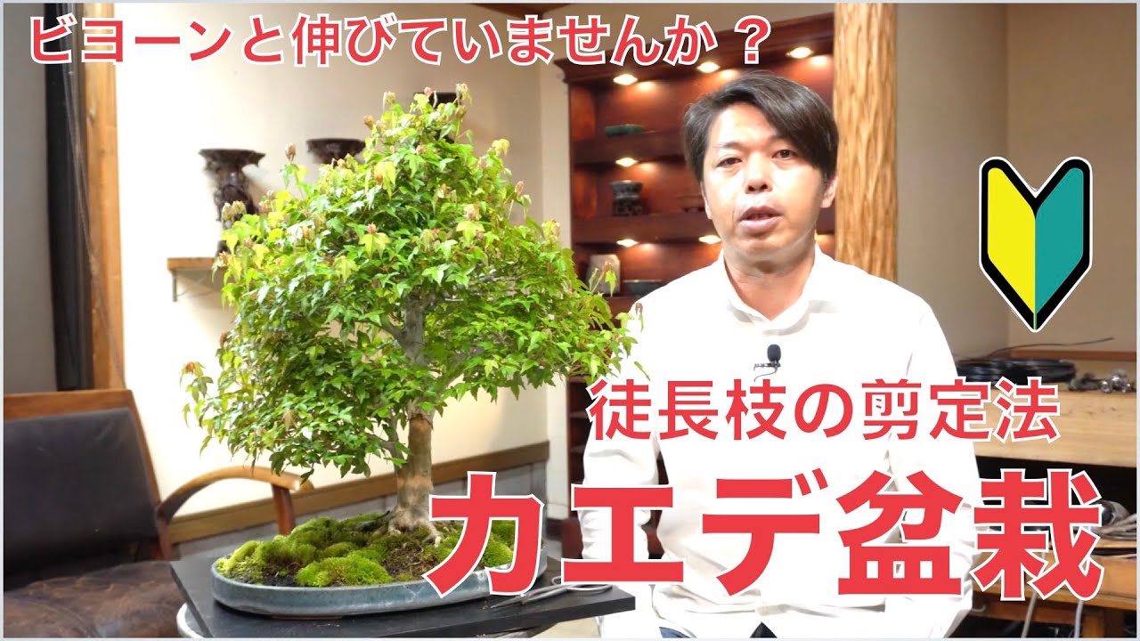 How to Prune Elongated Shoots in a Maple Bonsai [Bonsai for