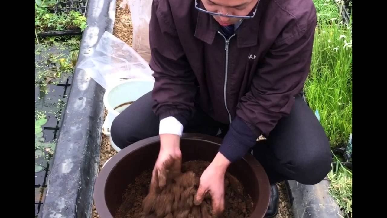 Learn how to plant lotus flowers in 10 minutes! Super easy