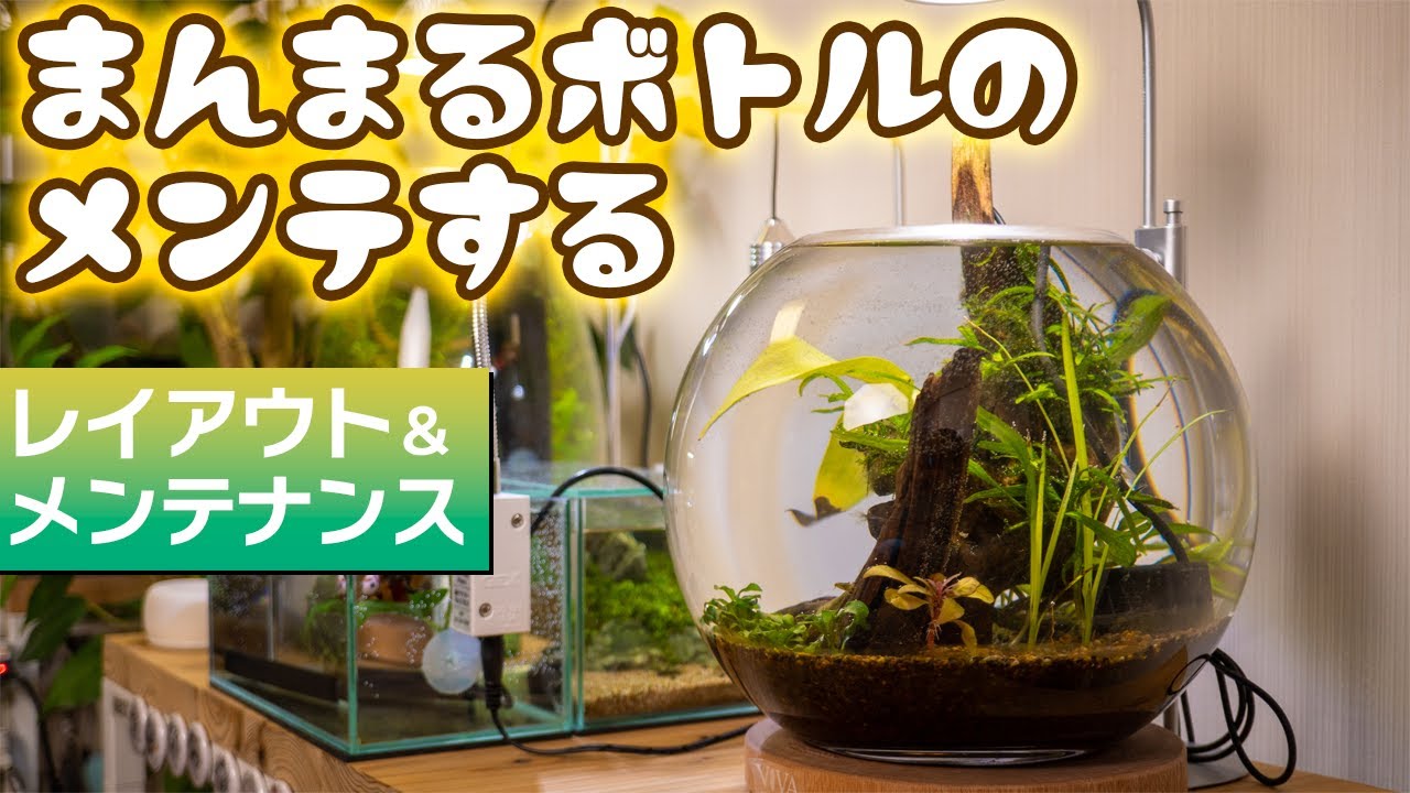I can't afford to maintain the aquarium #Aquarium #Small aquarium
