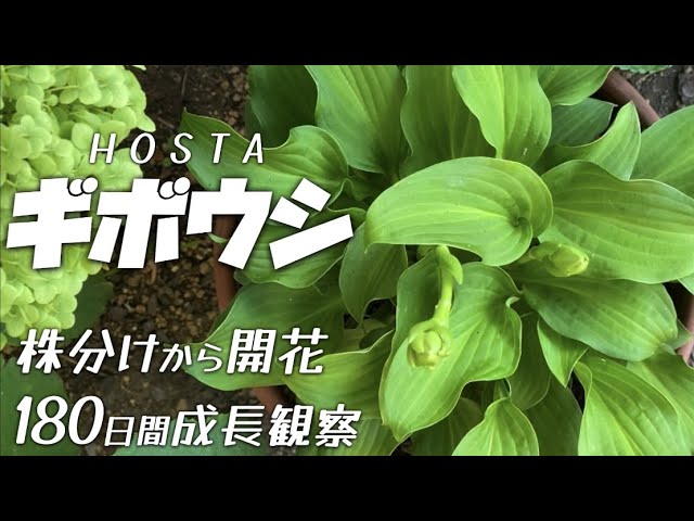 ギボウシ【ホスタ】成長観察！株分け〜開花！ガーデニング初心者 庭