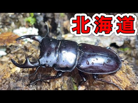 Get a giant stag beetle deep in the mountains of Hokkaido! [Stag