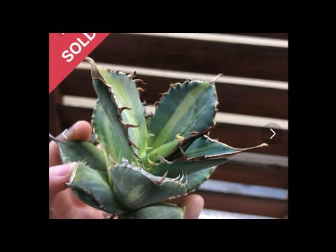 縞斑（しまふ）のチタノタ成長しても縞斑は残ったか？ #アガベ実験