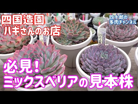 Succulents] 👀Must-see❗️ A sample plant of Mixed Beria. Shikoku
