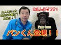 Genius! The golden duo of chimpanzee Pan-kun and Miyazawa-san is