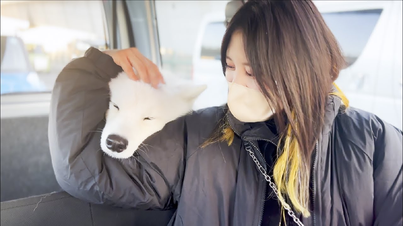 遊び疲れると帰りの車中 ママの腕の中でぐずる犬【サモエド】 - YouTube
