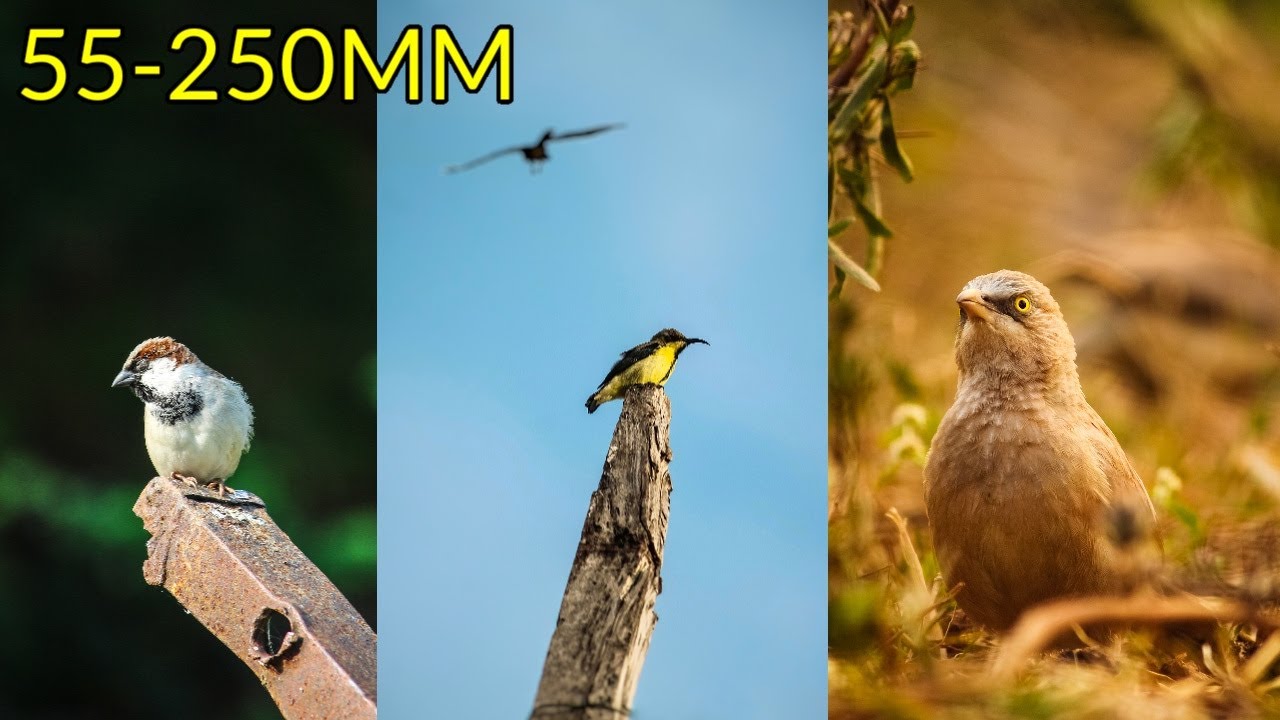 Bird Photography with 55-250mm Lens | CANON 55-250MM | 55-250MM