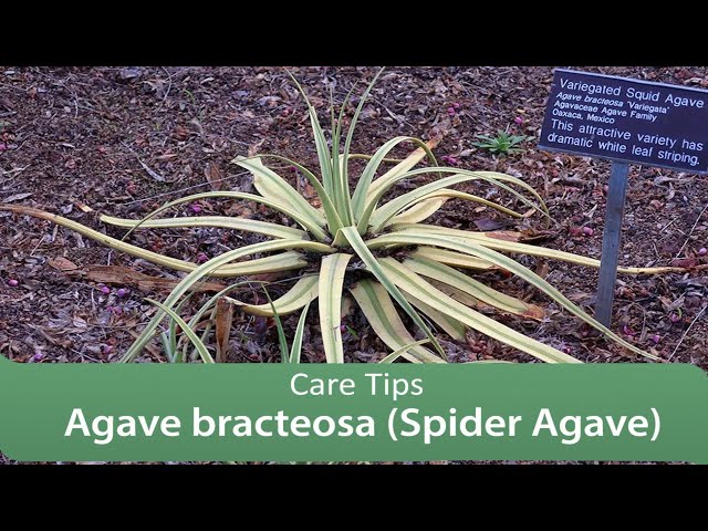 Agave bracteosa (Spider Agave)-Care Tips - YouTube