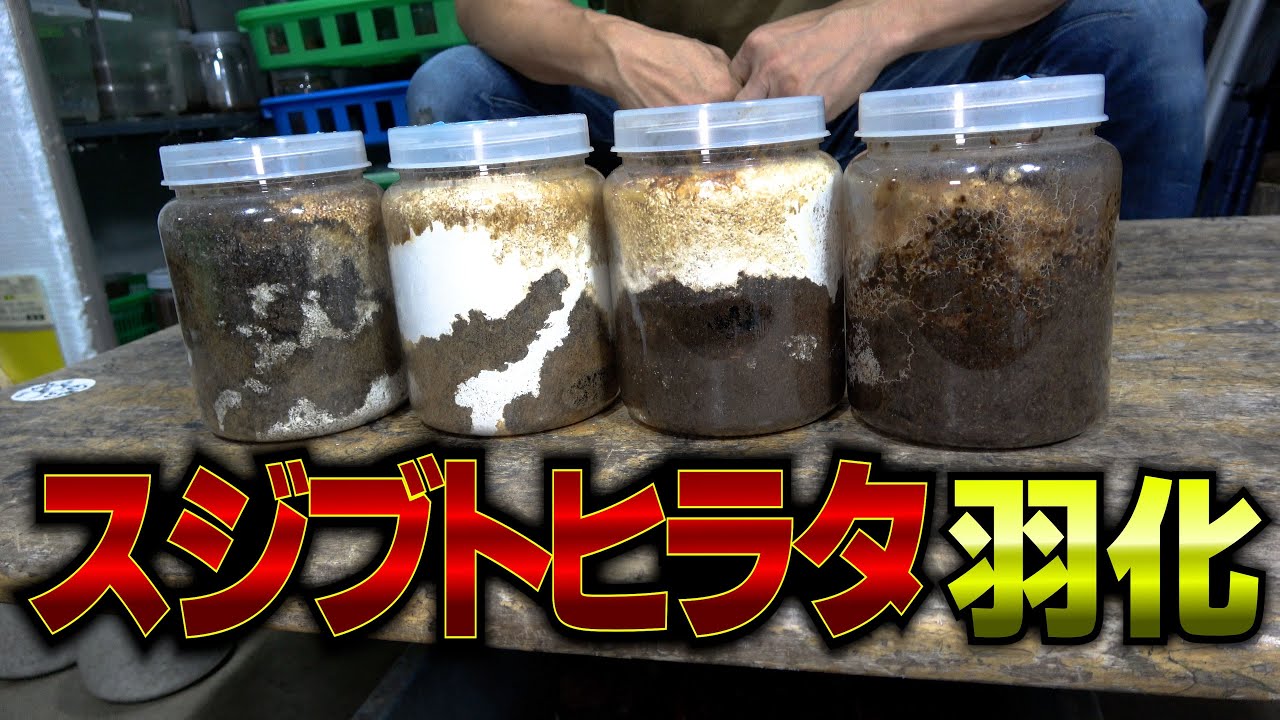 The striped flathead moth has hatched - YouTube