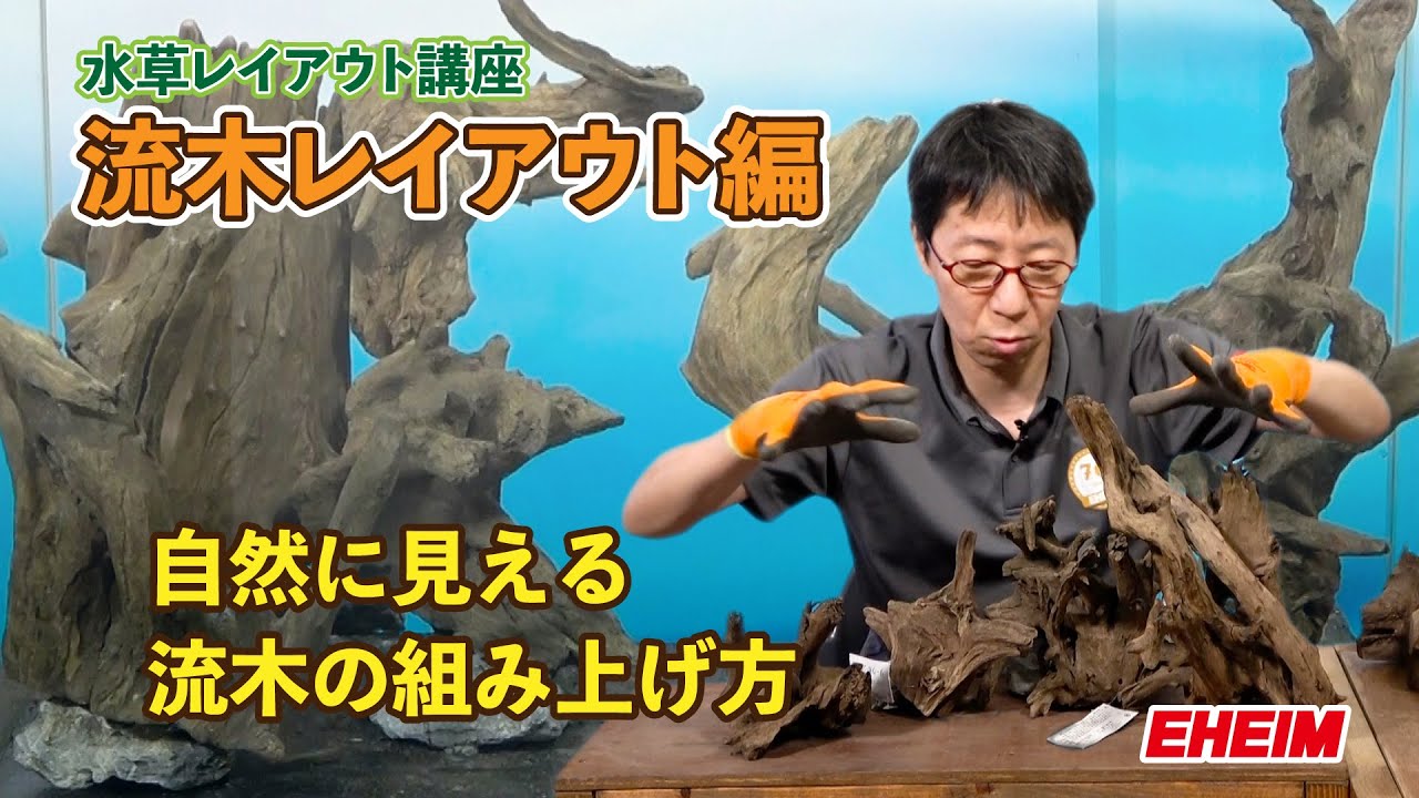 水草水槽】レイアウト講座「流木レイアウト編」～自然に見える流木の