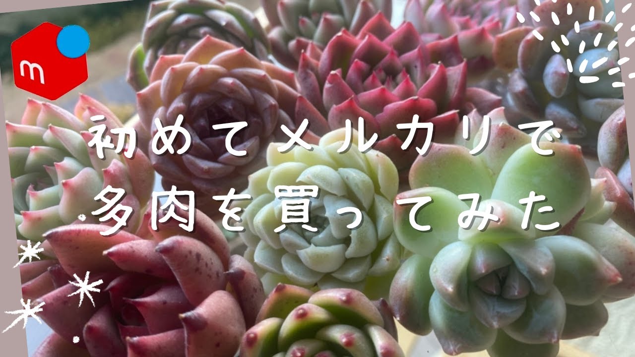 多肉植物】我慢できずにメルカリ多肉をポチったら予想以上の苗が届いた