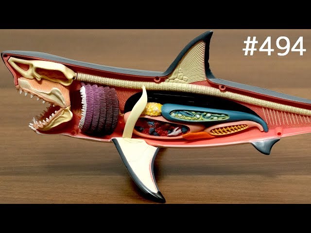 サメ解剖モデルで遊んだり食べたり / Great White Shark Anatomy Model