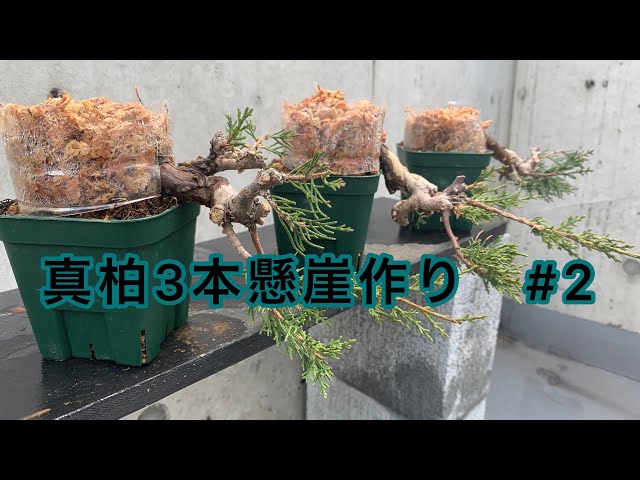 盆栽 真柏の懸崖作り 植え替え - YouTube